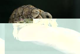cute little tortoise 3.jpg