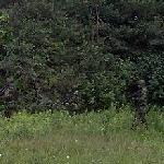 3 Soldiers walking