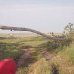 Fallen Tree Bridge