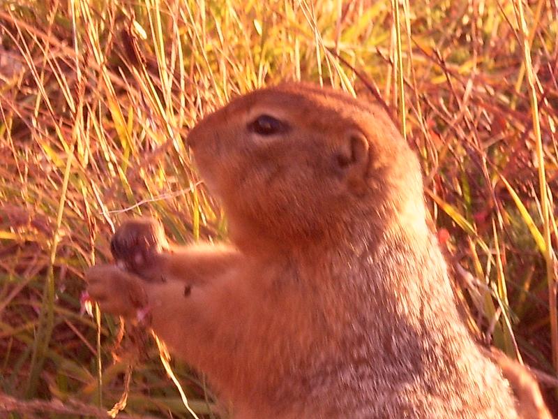 Arctic ground squirrel also known as the richardsons ground squirrel. The Innu call them sik sik. Friendly little fella,i got within inches of him when I took this pic.He's huge,about the size of a cat.