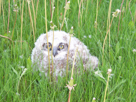 This plump little sucker was spotted behind a house outside my hometown in a rural area called Monteith.
