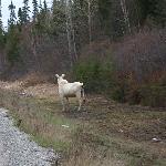 White Moose