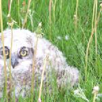 Horned Owl Chick