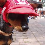 Canadian Pooch
