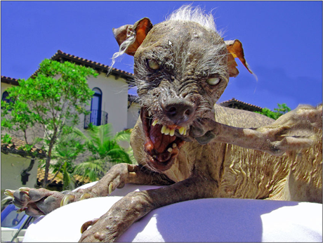 Since I submitted my cat Chloe, I figured I should submit my dog Ralph too or he might get jealous.