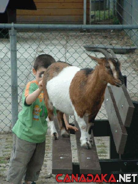 The goat doesn't appear to be old enough!!!!