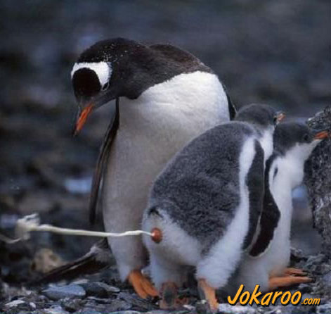 Wouldn't want to be marching behind this penguin!