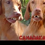 I picked up three hunting dogs