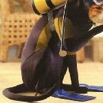 catdiver.jpg