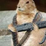 Wrong Groundhog