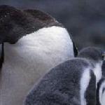 Penguin Fart