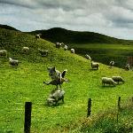 sheep