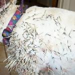 quills.jpg