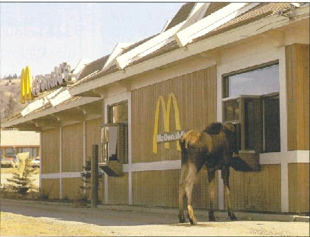 McMoose - only in Canada!
