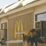McMoose
