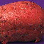 Potatoecreature