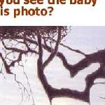 Baby tree