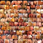 Find the Apricot!