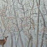 Spot the deer in the background