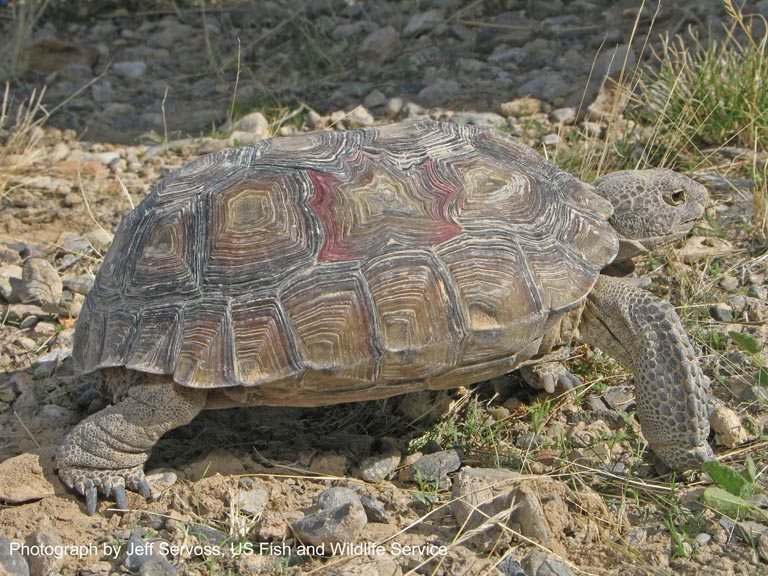 A rare and endangered species, the Canadian Tortoise eludes preditors by mimicking the surrounding vegetation (created in Photoshop)