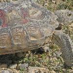 Canadian Tortoise