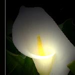 Glowlily