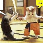 KungFu Kitty