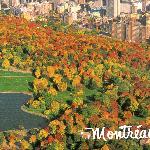Autumn in Montreal
