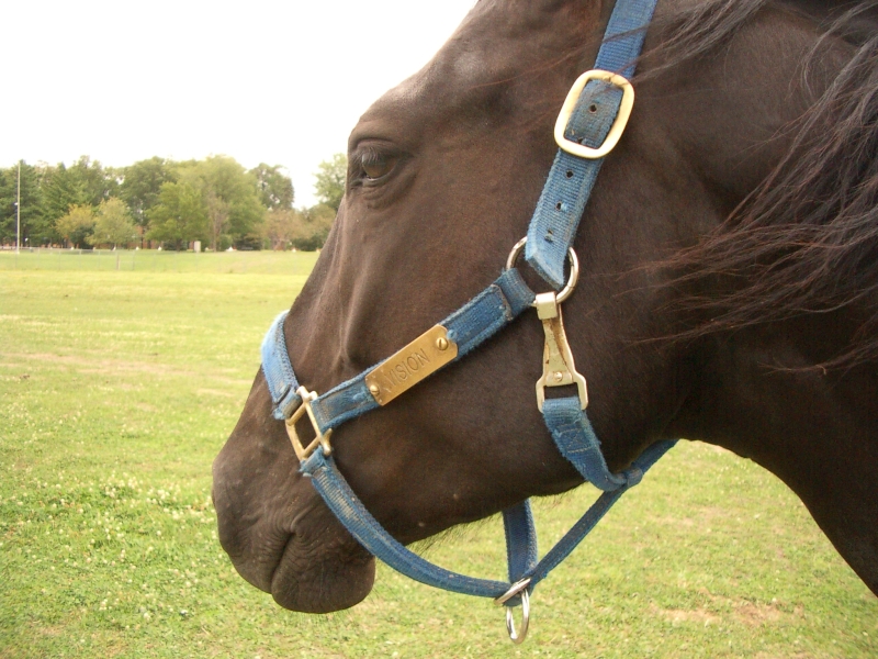 Keeping very still,'Vision' seemed to want me to take the picture, then moved off. Field behind R.C.M.P stables.