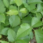 Poison Ivy