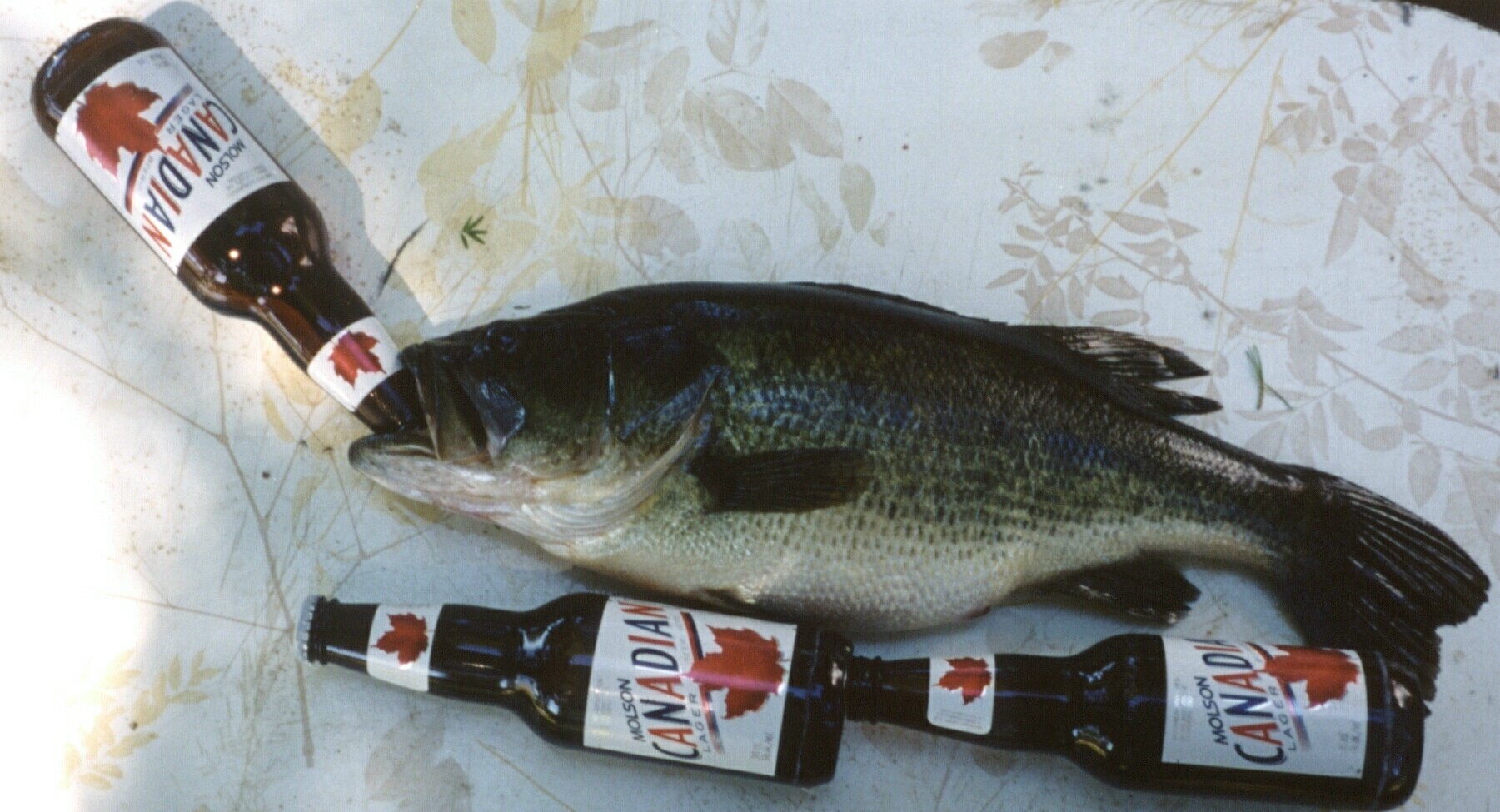 Caught this Fish a year ago.. and look... even the fish hate American beer....