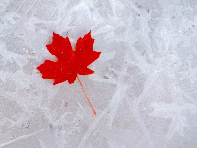 Maple leaf on ice