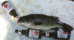Fish Drink too