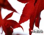 cka-maple-leaf-background.jpg