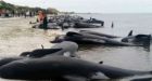 New Zealanders race to save whales after 400 stranded on remote beach