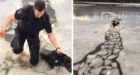 Beyond the call: Officer jumps into frozen Lost Lagoon to save dog