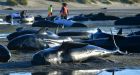 Fears of exploding whales as New Zealand clears carcasses