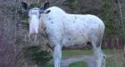 Rare piebald moose caught on video in western Newfoundland