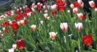 Moose destroys Canada 150 tulip display