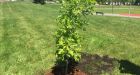 Surrey's newest tree has roots in Vimy Ridge