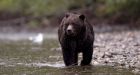 'Most dangerous situation I've ever seen': B.C. hot springs closed over food-habituated bears