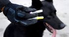 Police dogs saved from opioid overdoses