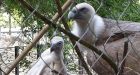 'An unbelievable sight': Same-sex vulture couple hatches abandoned egg