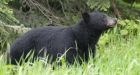 Alaskan gold miner killed in rare black bear attack
