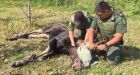 Moose calf tranquilized outside Winnipeg stadium before CFL game
