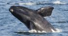 Uncertain future of the North Atlantic right whale linked to its tiny prey