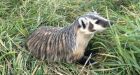 Beastly baby badger learns the ropes from costumed caregivers