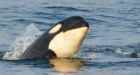 Malnutrition suspected in death of young killer whale