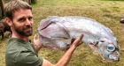 'Very rare' King-of-the-Salmon fish found on Vancouver Island beach