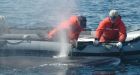 New whale rescue policy drowning in bureaucracy, say critics